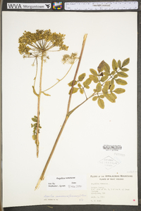 Angelica venenosa image