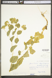 Bupleurum rotundifolium image