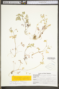 Chaerophyllum tainturieri var. tainturieri image