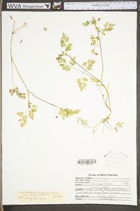 Chaerophyllum procumbens image