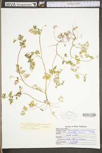 Chaerophyllum procumbens var. procumbens image