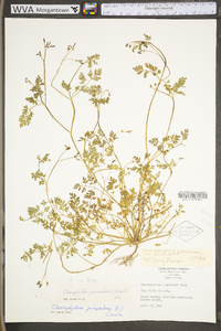 Chaerophyllum procumbens image