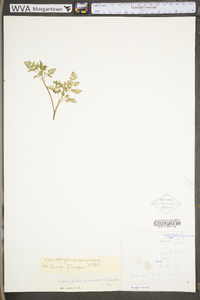 Chaerophyllum procumbens image