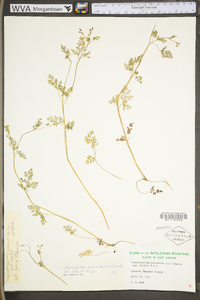 Chaerophyllum procumbens image