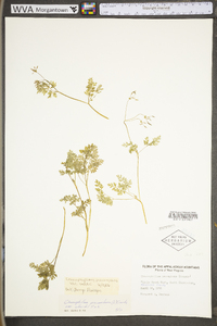 Chaerophyllum procumbens image