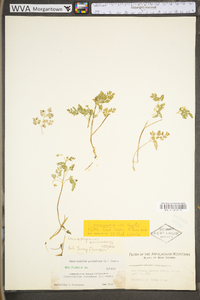 Chaerophyllum procumbens image