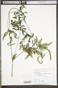 Chaerophyllum tainturieri var. tainturieri image