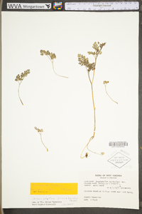 Chaerophyllum tainturieri var. tainturieri image