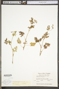 Chaerophyllum tainturieri var. tainturieri image