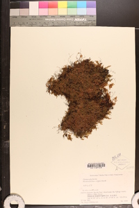 Hymenophyllum wrightii image