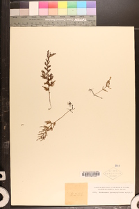 Trichomanes hymenophylloides image