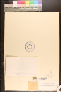 Trichomanes quercifolium image