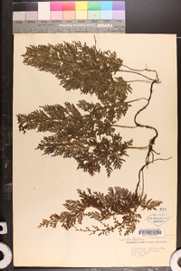 Trichomanes radicans image