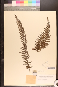 Trichomanes radicans image