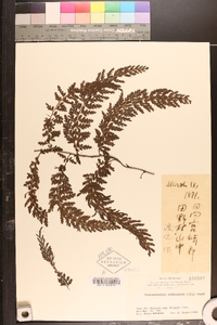 Vandenboschia auriculata image