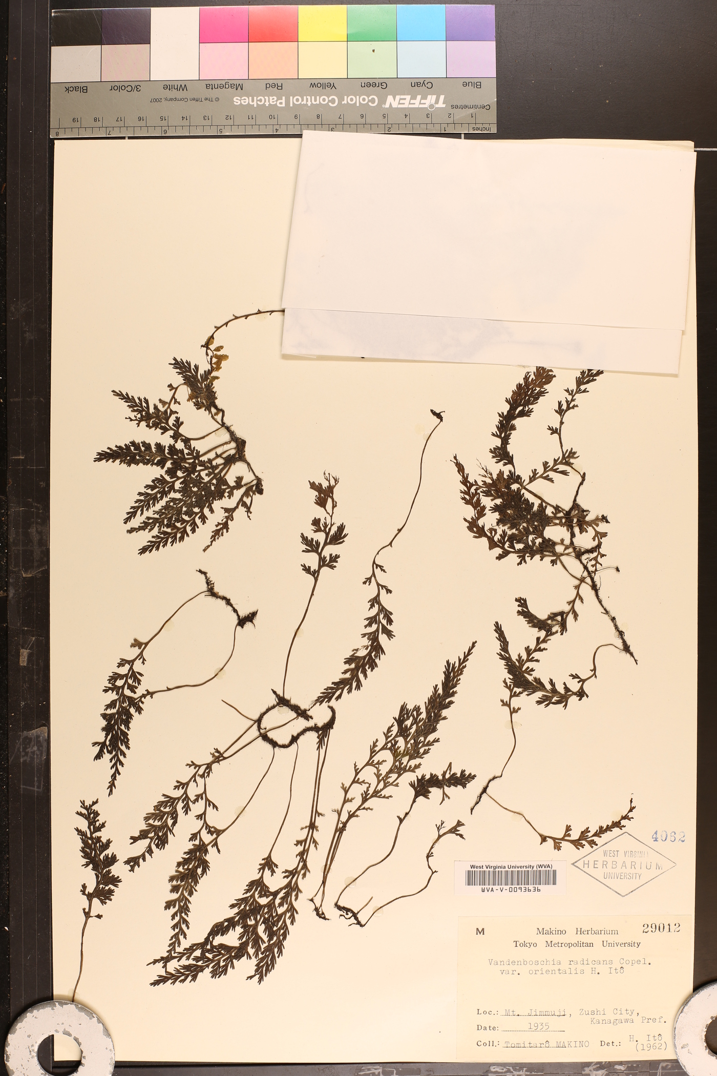 Vandenboschia birmanica image