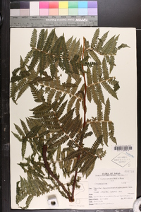 Cyathea spinulosa image