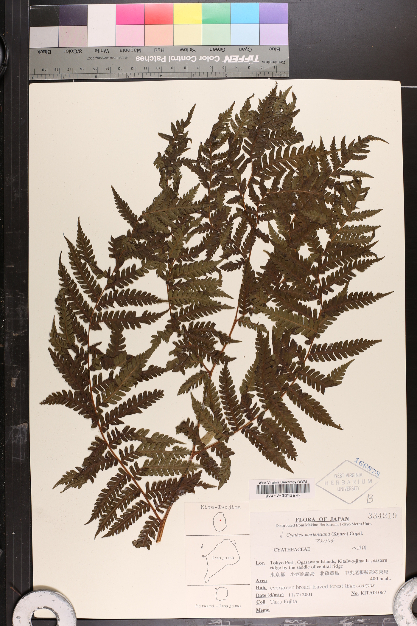 Cyathea mertensiana image