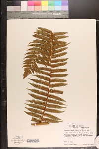 Cyathea fulva image