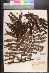 Cyathea spinulosa image