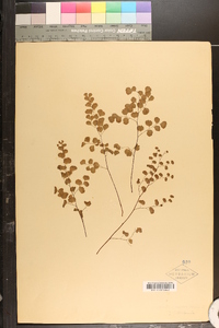 Adiantum capillus-veneris image