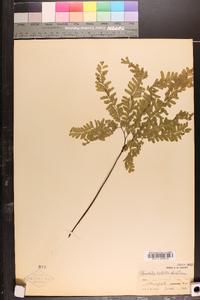 Adiantum aleuticum image