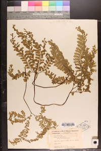 Adiantum aleuticum image