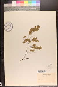 Adiantum tenerum image