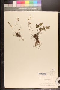 Adiantum capillus-veneris image