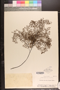 Adiantum cuneatum image