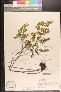 Adiantum tenerum image
