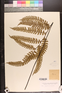 Adiantum villosum image