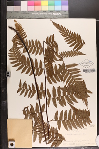 Cyathea hancockii image