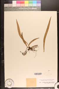 Ananthacorus angustifolius image