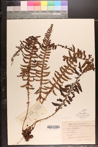 Polystichum auriculatum image