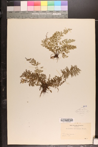 Asplenium verecundum image