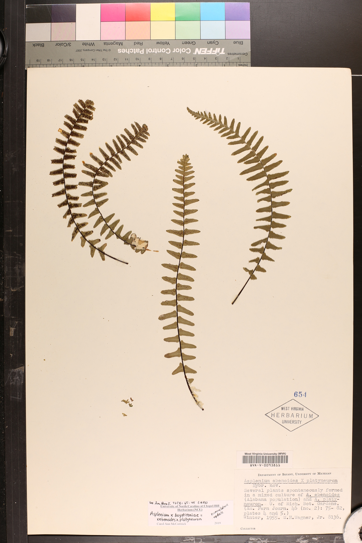 Asplenium x boydstoniae image