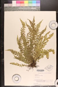 Asplenium incisum image