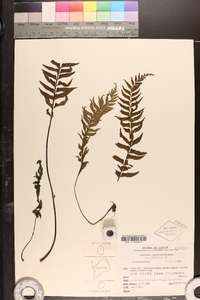 Image of Asplenium cataractarum