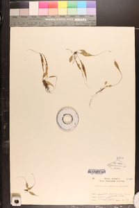 Camptosorus sibiricus image