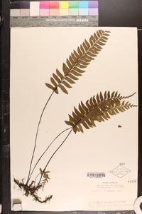 Asplenium unilaterale image
