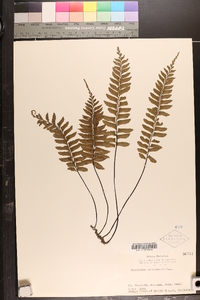 Asplenium unilaterale image