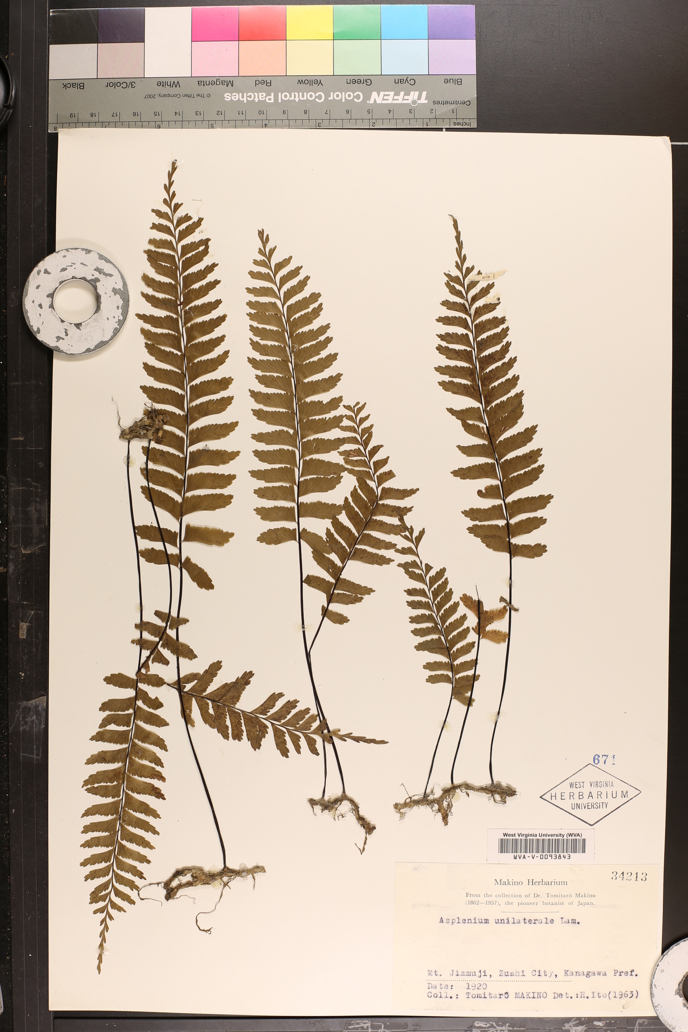 Asplenium unilaterale image