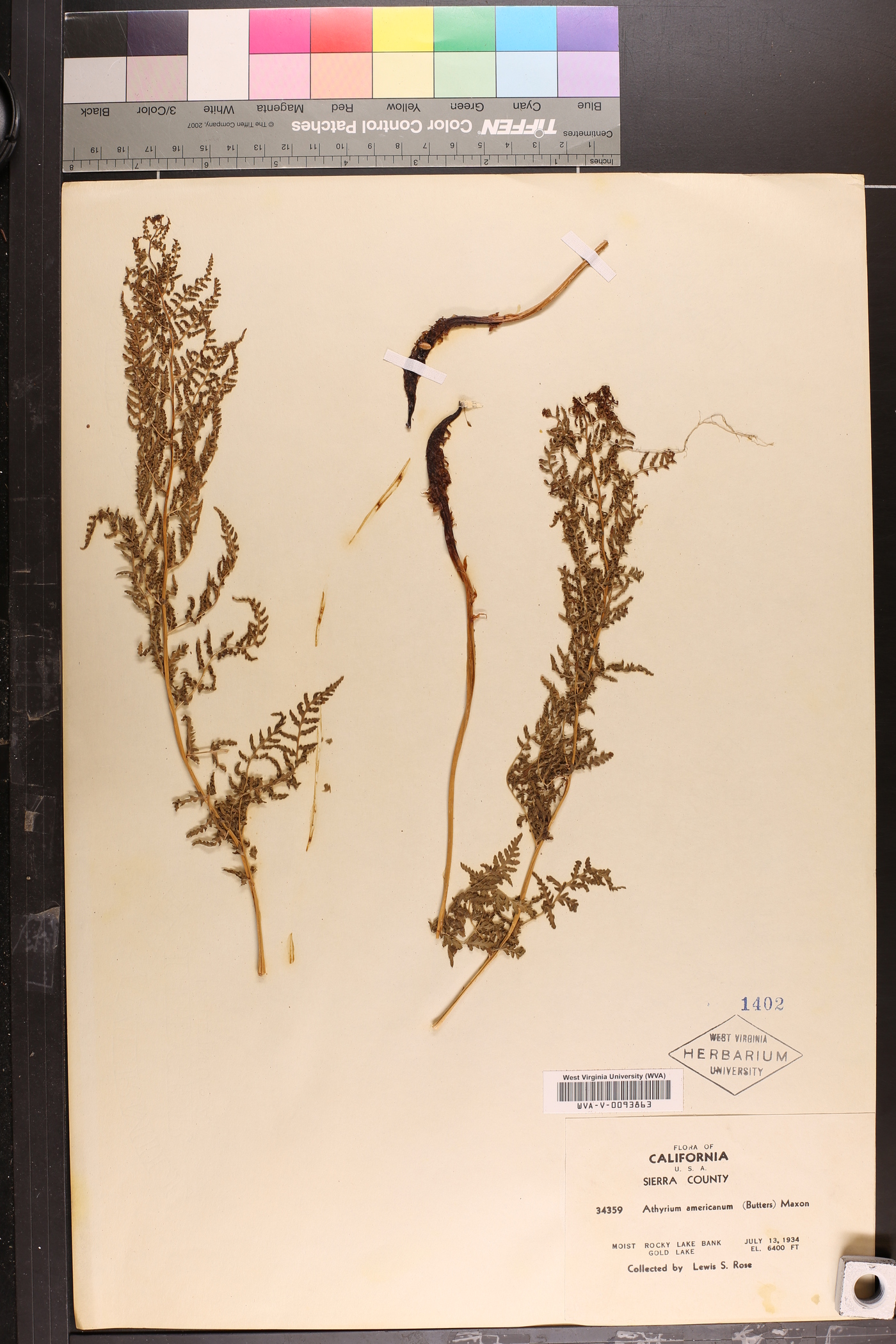 Athyrium americanum image