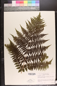 Athyrium distentifolium var. americanum image