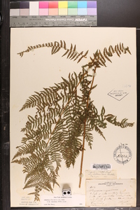 Athyrium filix-femina subsp. angustum image