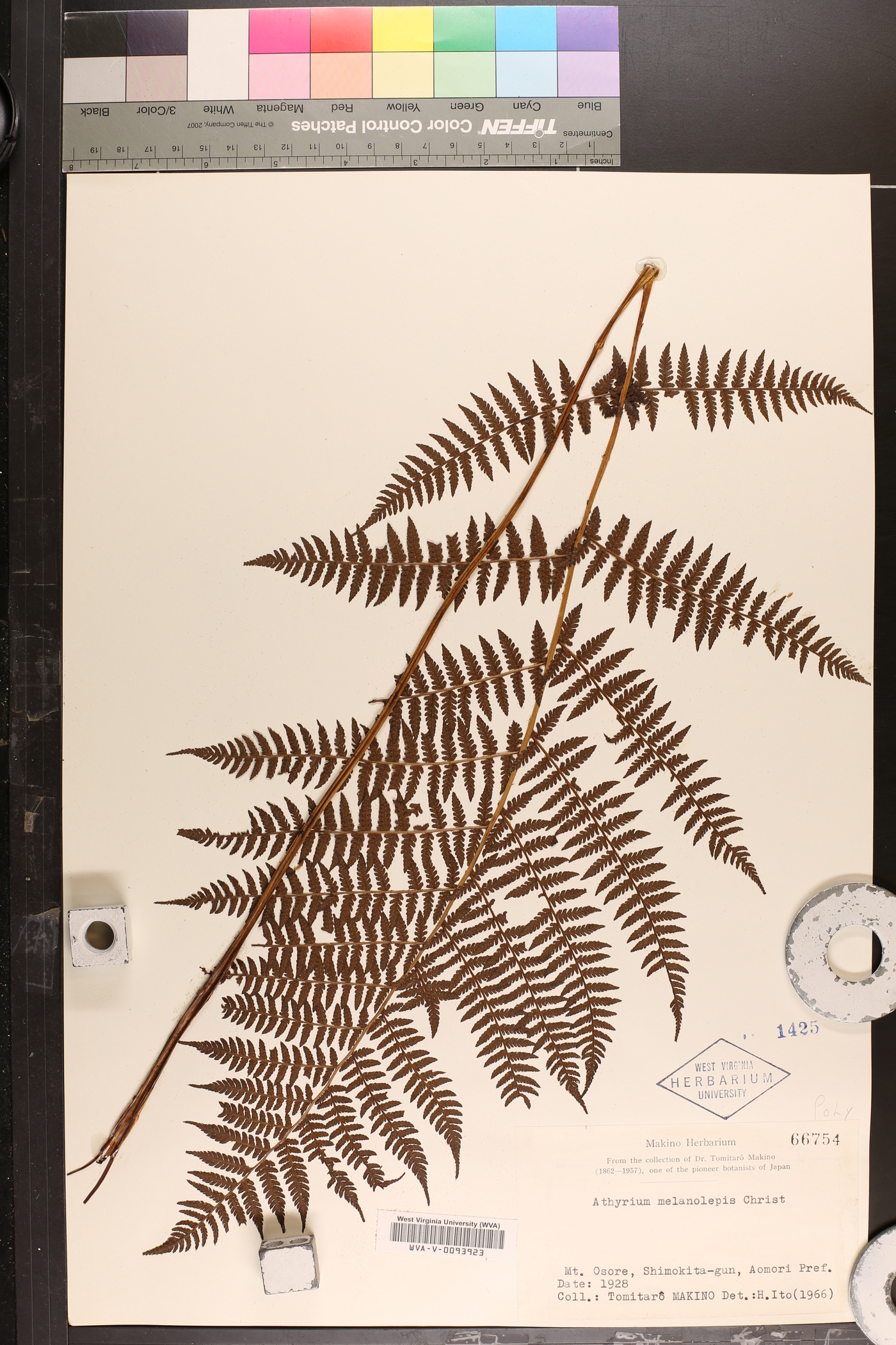 Athyrium melanolepis image