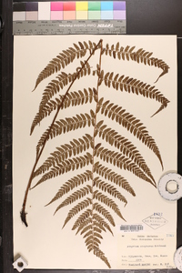 Athyrium otophorum image