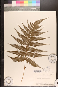 Athyrium otophorum image