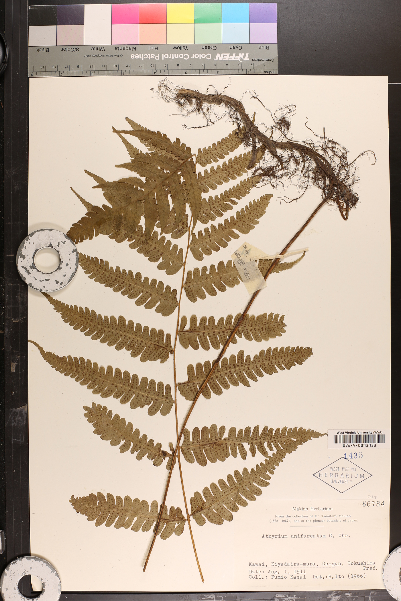 Deparia unifurcata image